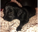 Small Photo #21 Labradoodle Puppy For Sale in SUTHERLIN, OR, USA