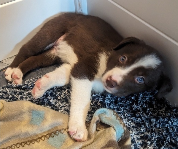 Medium Photo #1 Border Collie Puppy For Sale in HARRISON, ID, USA