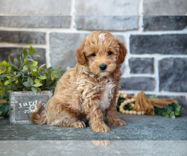 Medium Photo #3 Goldendoodle (Miniature) Puppy For Sale in MIFFLINBURG, PA, USA