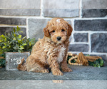 Small #2 Goldendoodle (Miniature)