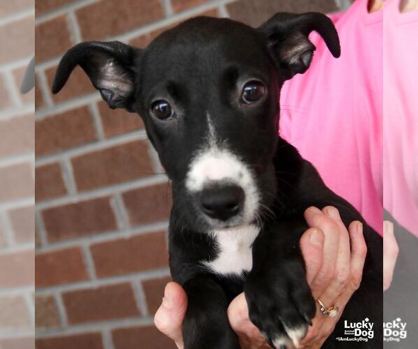 Medium Photo #2 Dachshund-Retriever  Mix Puppy For Sale in Washington, DC, USA