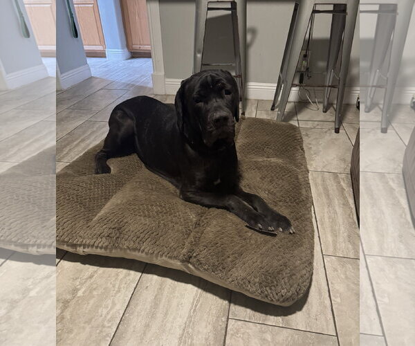 Medium Photo #3 Mutt Puppy For Sale in Goodyear, AZ, USA