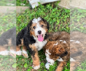 Bernedoodle Puppy for sale in SEFFNER, FL, USA