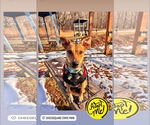 Small #8 Rat Terrier Mix