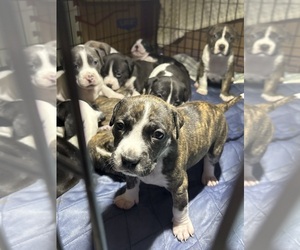 American Staffordshire Terrier Puppy for sale in CORONA, CA, USA