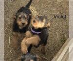 Puppy Violet Airedale Terrier