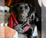 Small #2 Labrador Retriever