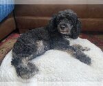 Small Photo #3 Poodle (Miniature) Puppy For Sale in St. Louis Park, MN, USA