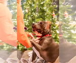 Small #22 American Pit Bull Terrier Mix
