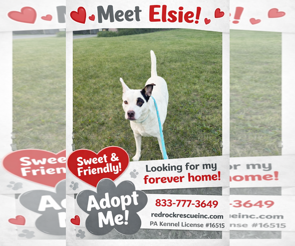 Medium Photo #3 Mutt Puppy For Sale in Walnutport, PA, USA