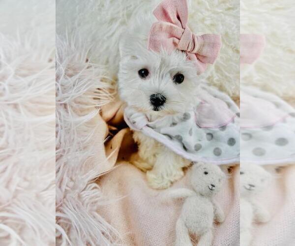 Medium Photo #3 Maltese Puppy For Sale in FORT LAUDERDALE, FL, USA