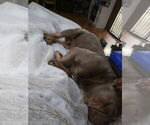 Small #1 French Bulldog