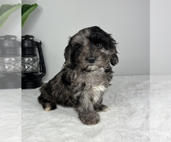Medium Photo #6 Cockapoo Puppy For Sale in FRANKLIN, IN, USA
