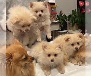 Pomeranian Puppy for sale in EAST MILLSTONE, NJ, USA