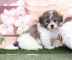 Poochon Puppy for sale in MARIETTA, GA, USA