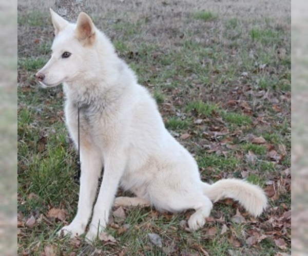 Medium Photo #9 Wolf Hybrid Puppy For Sale in POWELL, TN, USA