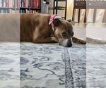 Small #1 American Pit Bull Terrier Mix