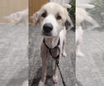 Small #4 Great Pyrenees Mix