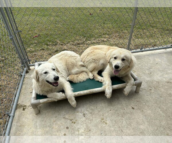 Medium Photo #2 Great Pyrenees-Unknown Mix Puppy For Sale in Croydon, NH, USA