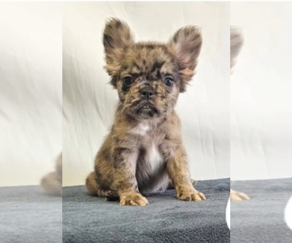 Medium Photo #2 French Bulldog Puppy For Sale in ATLANTA, GA, USA