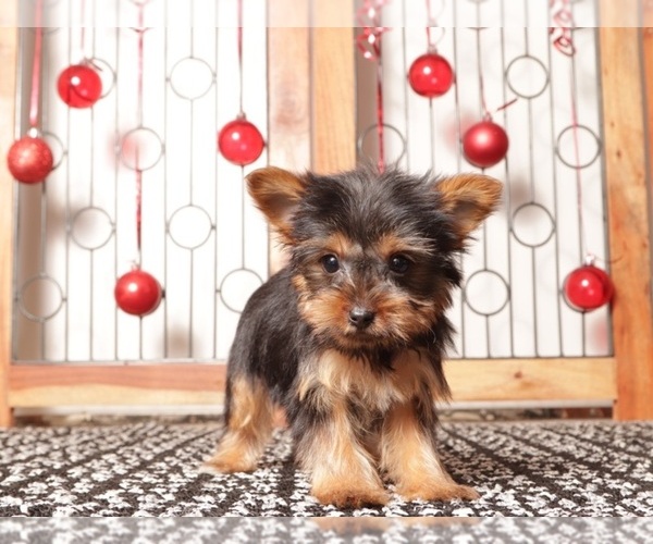 Medium Photo #1 Yorkshire Terrier Puppy For Sale in NAPLES, FL, USA