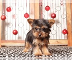 Puppy Remy Teacup Yorkshire Terrier
