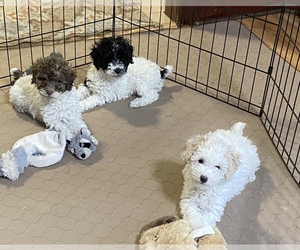 Poodle (Miniature) Puppy for sale in GLOUCESTER, VA, USA