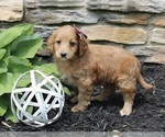 Small Photo #2 Goldendoodle (Miniature) Puppy For Sale in SUGARCREEK, OH, USA