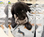 Small #2 Chow Chow Mix