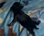 Small #2 YorkiePoo