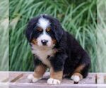 Small #2 Bernese Mountain Dog