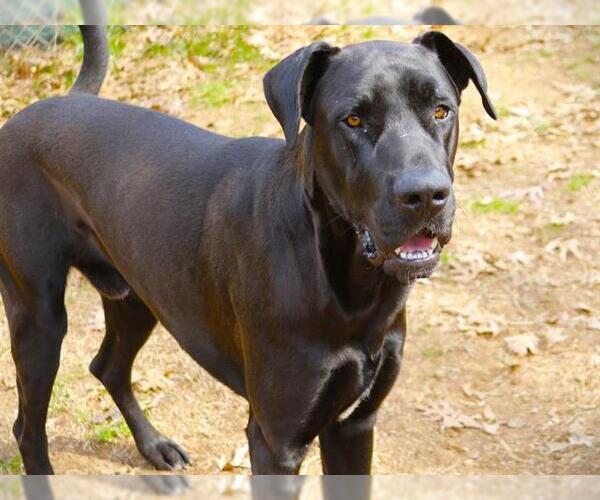Medium Photo #2 Great Dane-Labrador Retriever Mix Puppy For Sale in Tallahassee, FL, USA