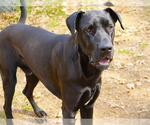 Small #1 Great Dane-Labrador Retriever Mix