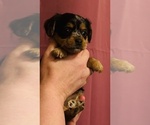 Puppy Blue Collar Corkie