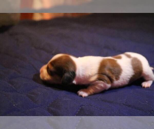 Medium Photo #3 Dachshund Puppy For Sale in LOWELL, IN, USA