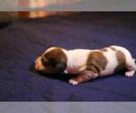 Small Photo #3 Dachshund Puppy For Sale in LOWELL, IN, USA