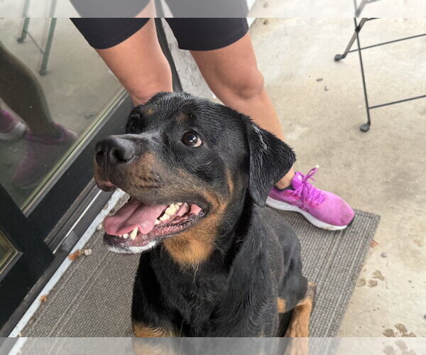 Medium Photo #3 Rottweiler Puppy For Sale in Gilbert, AZ, USA