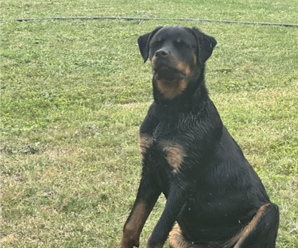 Medium Photo #1 Rottweiler Puppy For Sale in BRANFORD, FL, USA