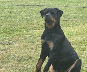 Mother of the Rottweiler puppies born on 04/11/2026