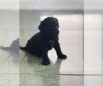 Small Photo #56 Cavapoo-Poodle (Toy) Mix Puppy For Sale in PENSACOLA, FL, USA