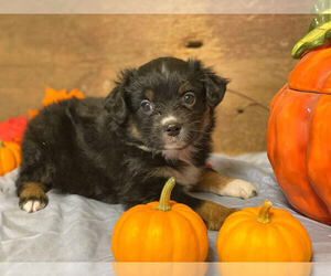 Miniature Australian Shepherd Puppy for sale in PERU, NE, USA