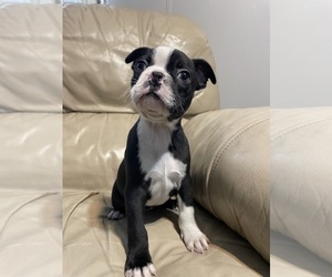 Boston Terrier Puppy for sale in CHARLOTTESVILLE, VA, USA