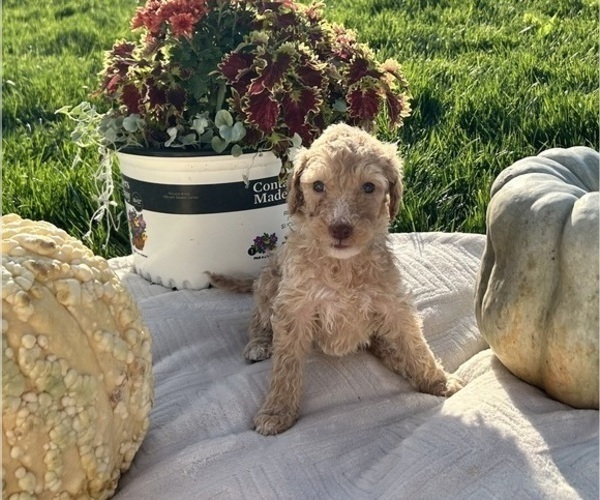 Medium Photo #5 Poodle (Standard) Puppy For Sale in GARDNERVILLE, NV, USA