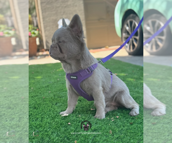 Medium Photo #6 French Bulldog Puppy For Sale in SACRAMENTO, CA, USA