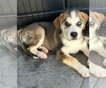 Small Huskies -Labrador Retriever Mix