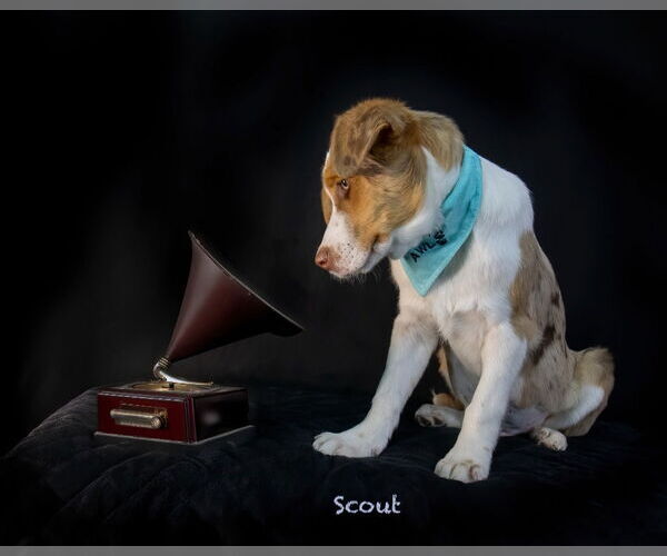 Medium Photo #3 Australian Shepherd-Unknown Mix Puppy For Sale in Hot Springs Village, AR, USA