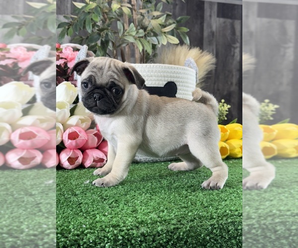 Medium Photo #1 Pug Puppy For Sale in CANOGA, NY, USA