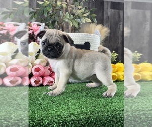 Pug Puppy for sale in CANOGA, NY, USA