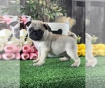 Image preview for Ad Listing. Nickname: Polly