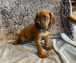 Small Photo #2 Rhodesian Ridgeback Puppy For Sale in CASTLE ROCK, CO, USA